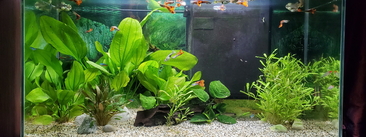 aquarium Salon