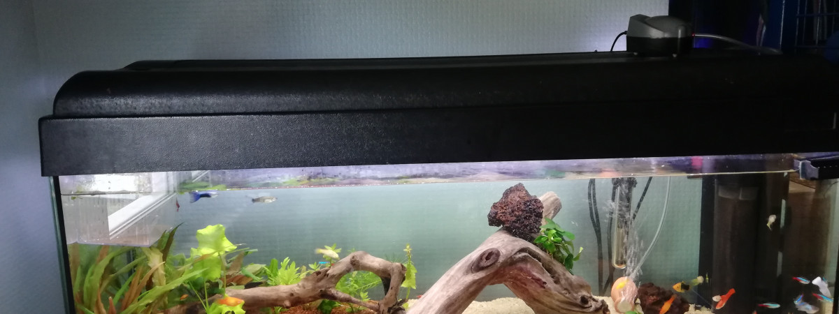 aquarium Platy