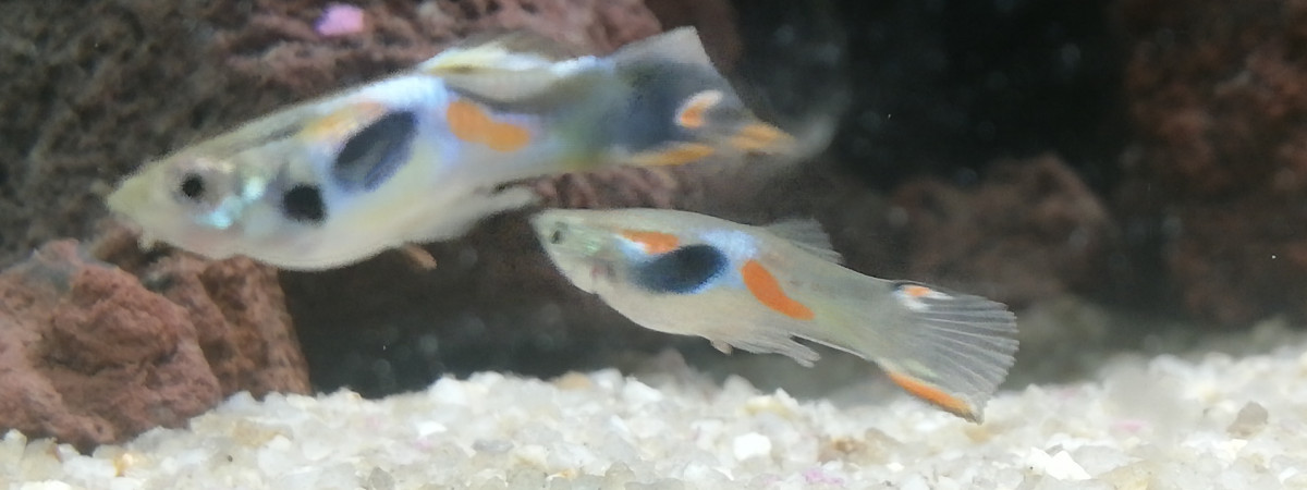 aquarium Guppy
