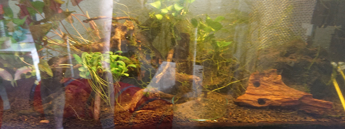aquarium Crevette