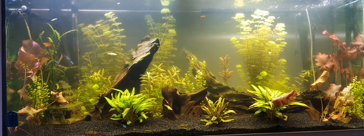 aquarium Bac type amazonien