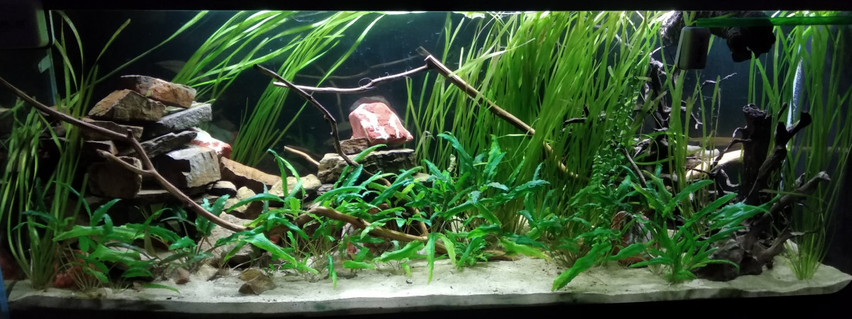 aquarium Australo-guinéen