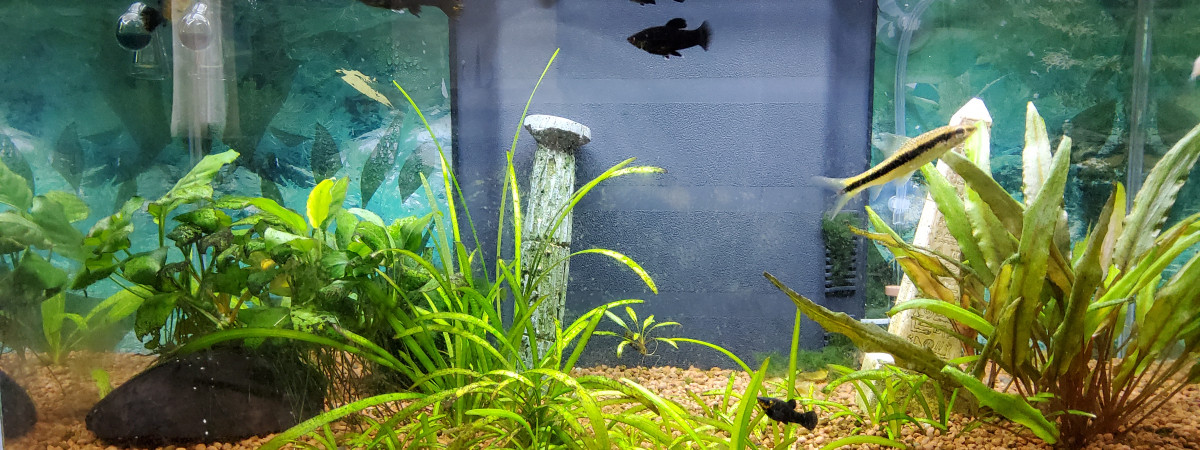 aquarium Aquarium Molly