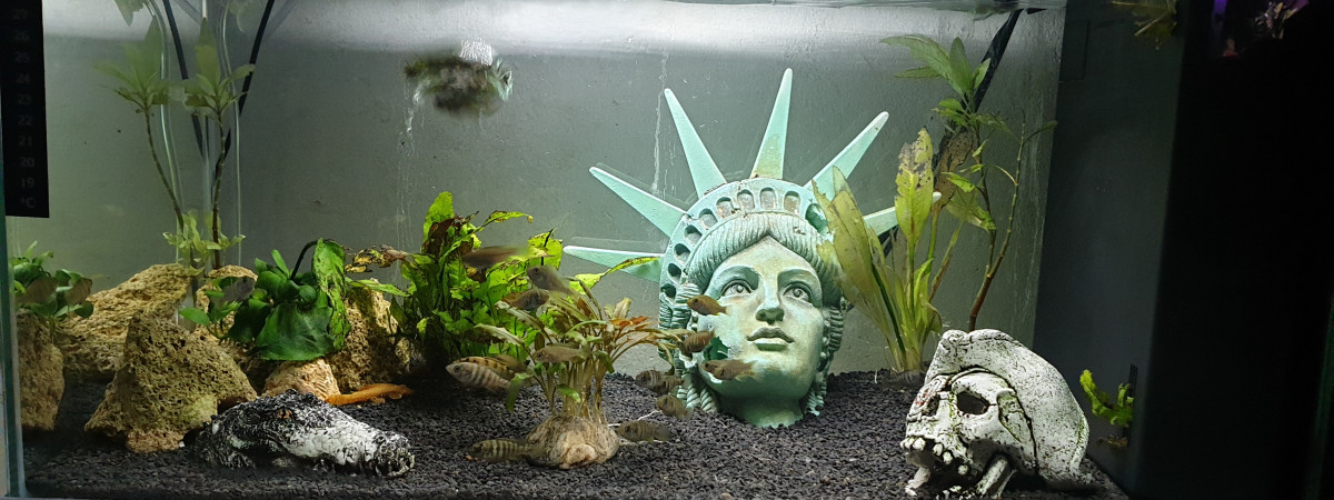 aquarium Aquarium alevins
