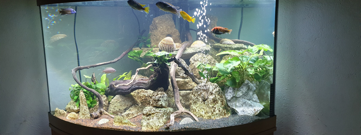 aquarium Aquarium yoann