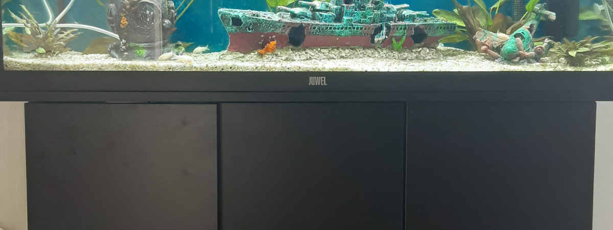 aquarium Le nautilus