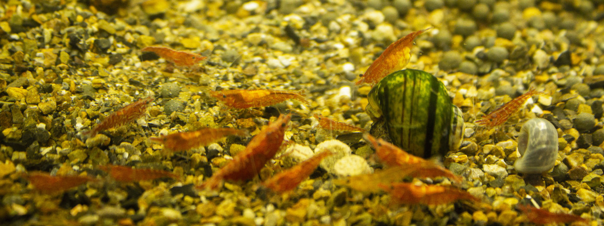 aquarium Ishak aquarium