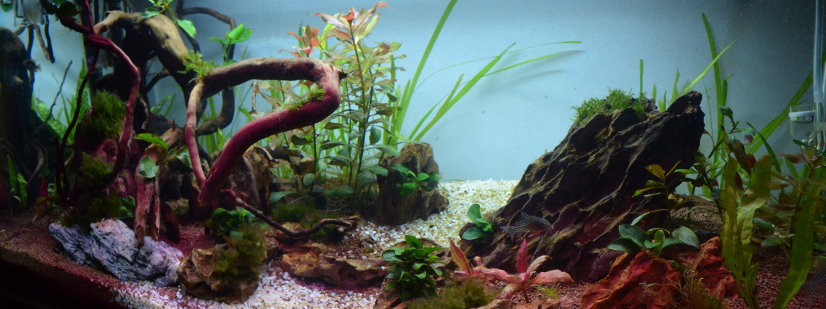 aquarium 93 Litres Ramirezi