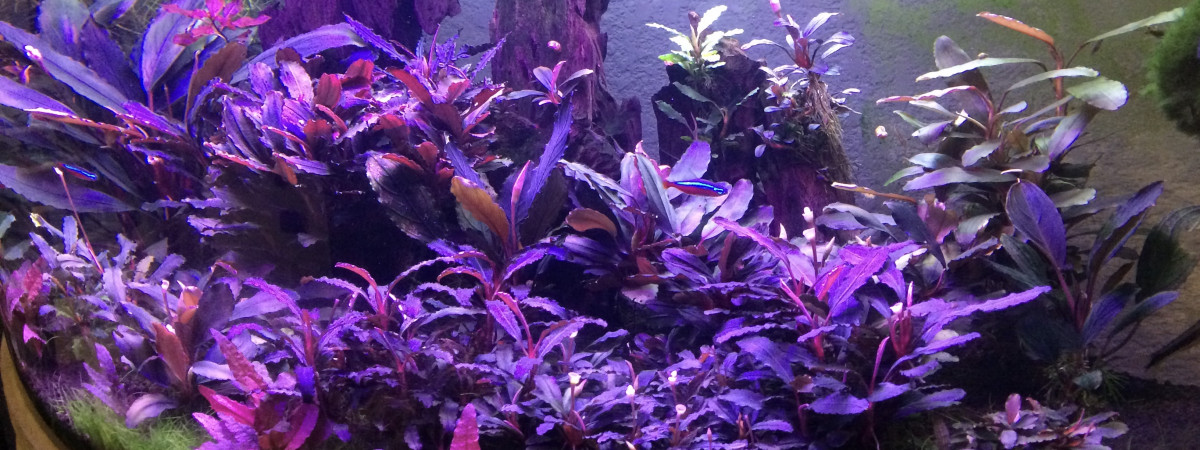 aquarium Aquarium Bornéo