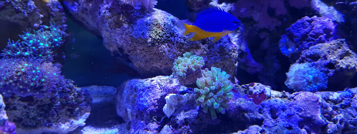 aquarium Bac Récifal 80 L