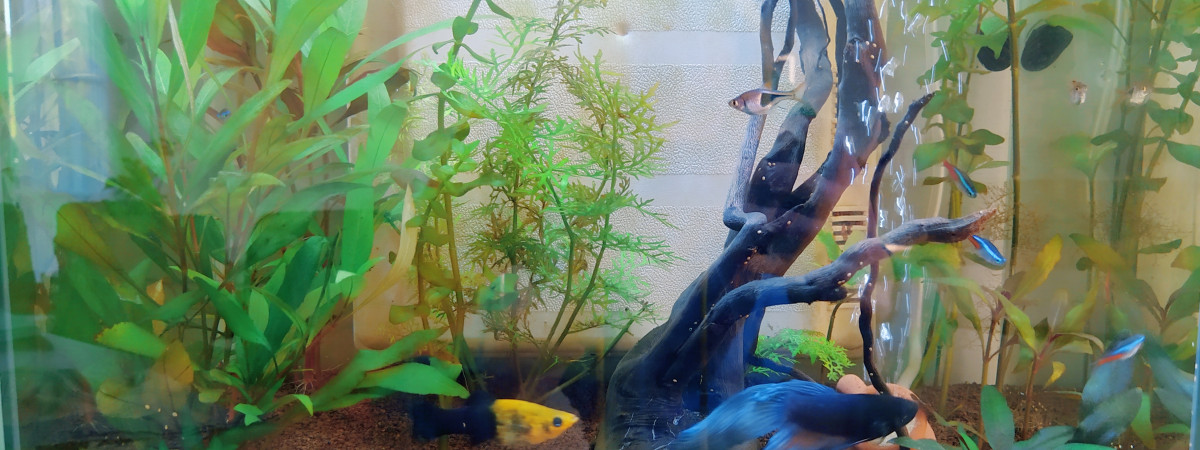 aquarium Le repaire de Rocky