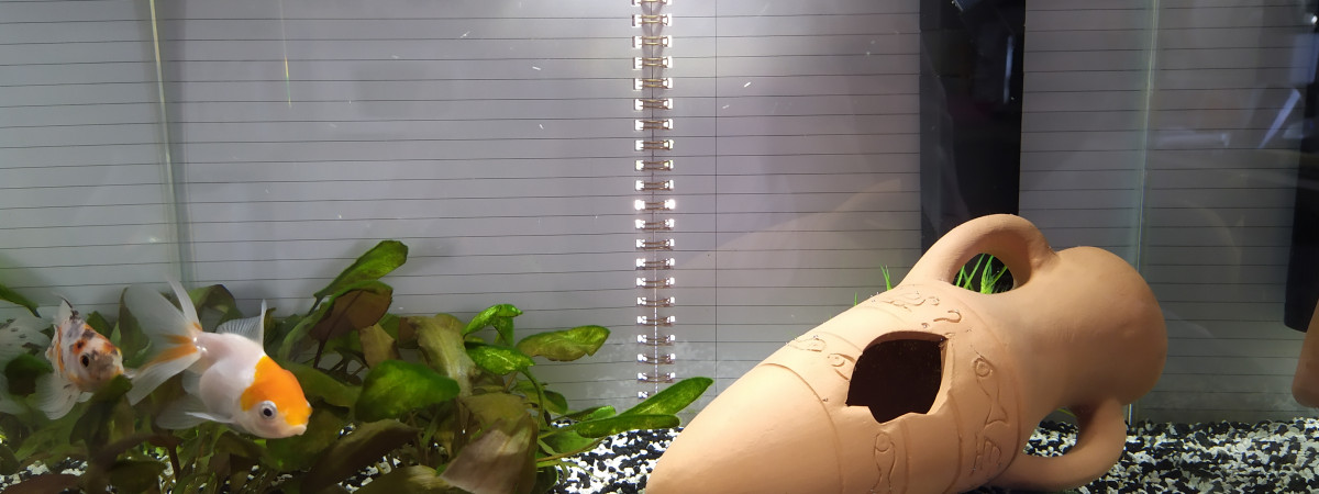 aquarium Sushi et Maki Tank