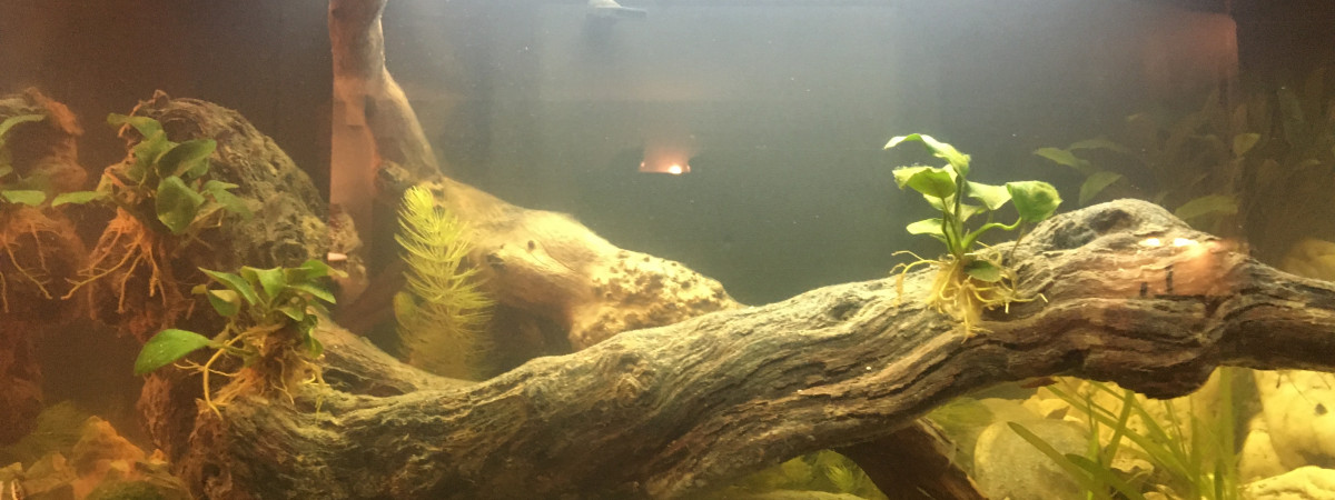 aquarium Amazonien