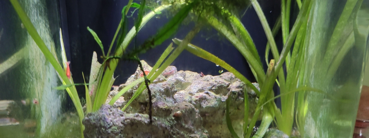 aquarium Salon 15
