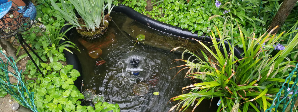 aquarium Etang