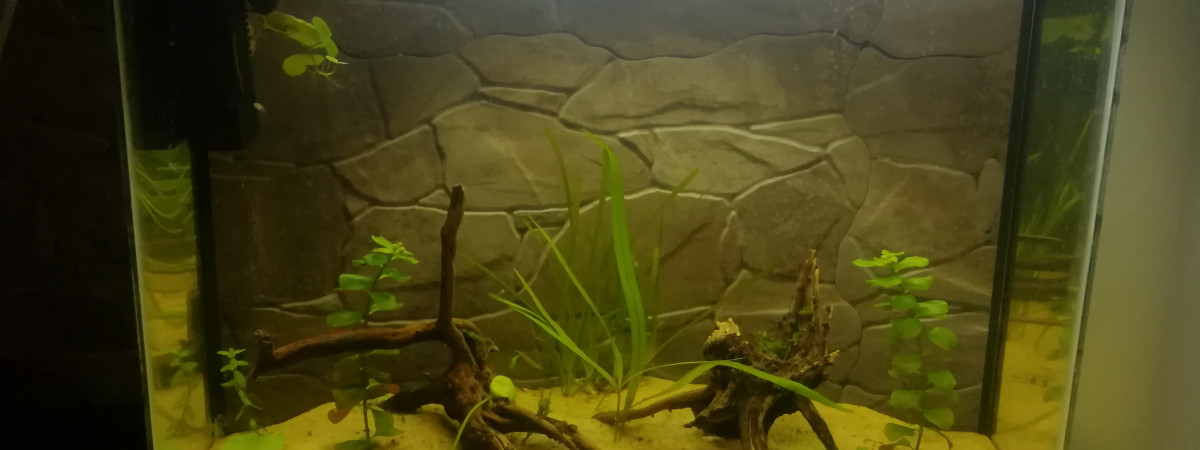 aquarium Djanet