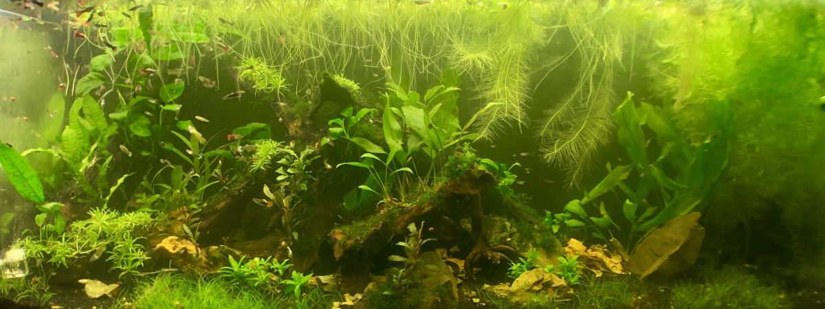 aquarium 240L