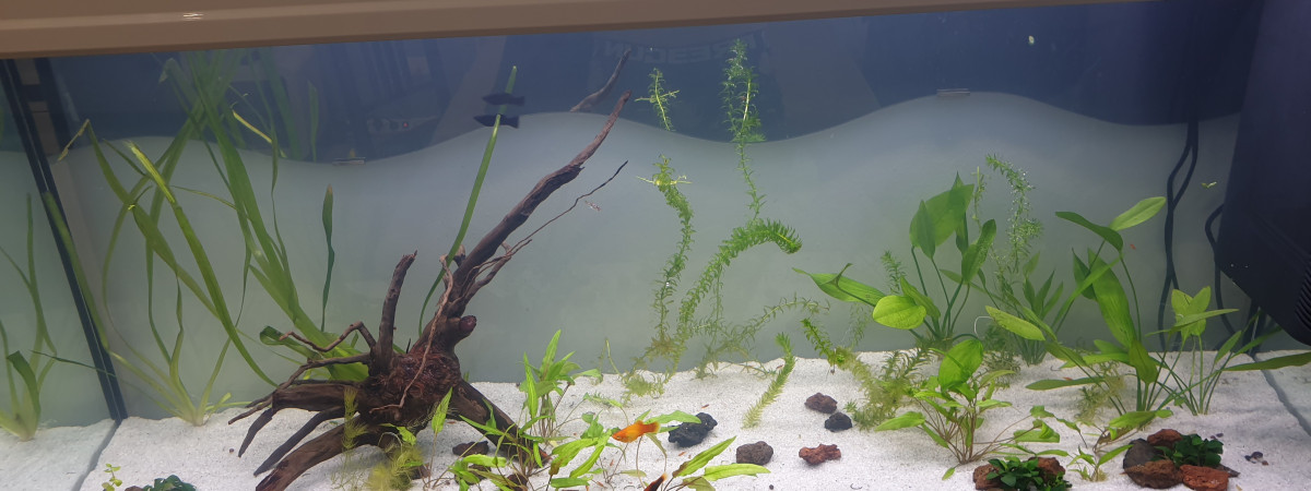 aquarium Debutant