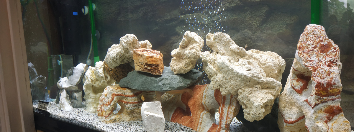 aquarium CICLIDES DU MALAWI 2