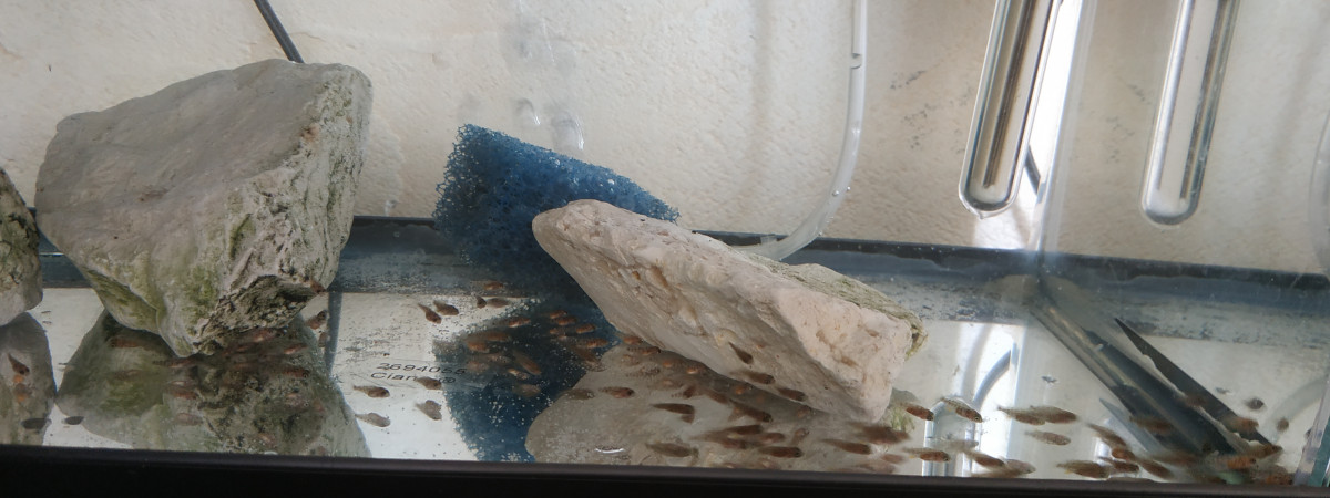 aquarium CICLIDES DU MALAWI  PETITS
