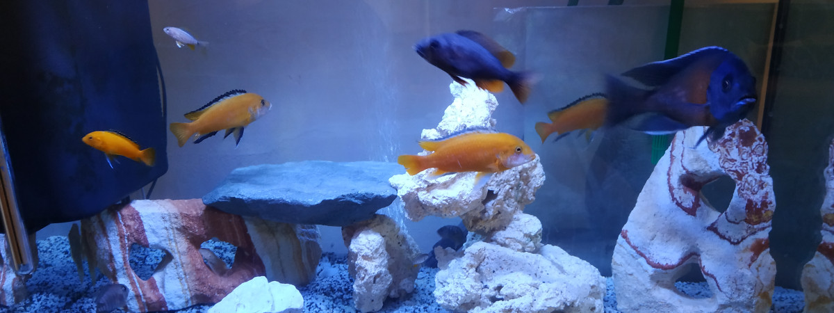 aquarium CICLIDES DU MALAWI  3