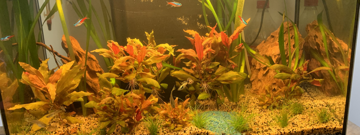 aquarium Aquarium de Magid