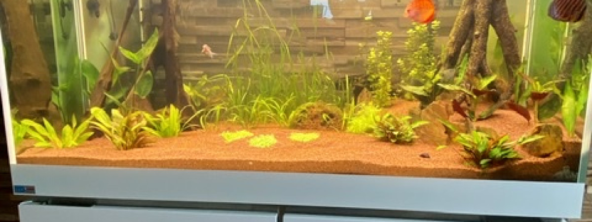 aquarium Biotopes amazonien