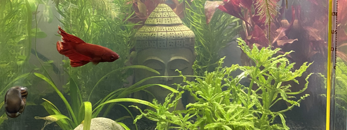 aquarium Nano