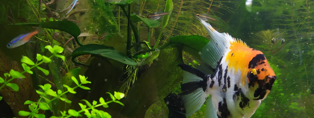 aquarium Amazonien_125l