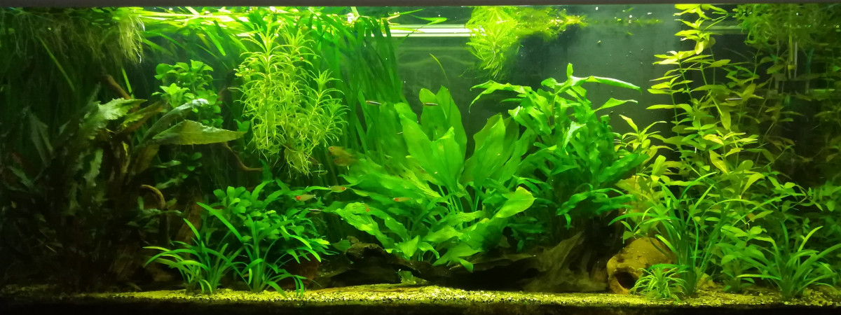 aquarium Amazonien
