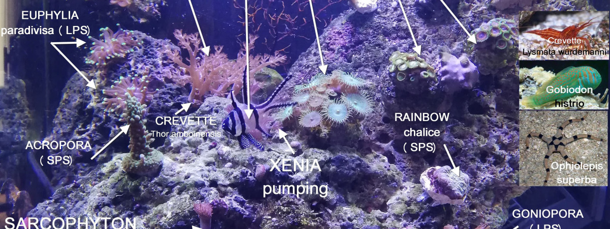 aquarium NANO