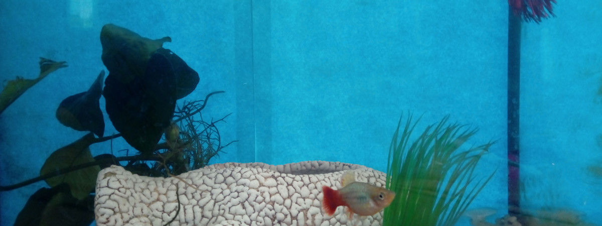 aquarium Nano 18L