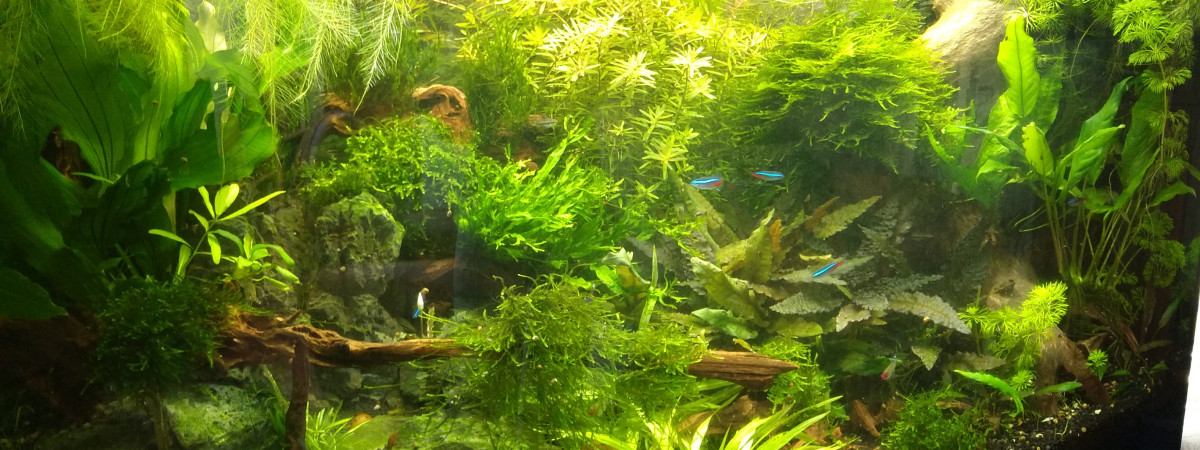 aquarium Jungle 180