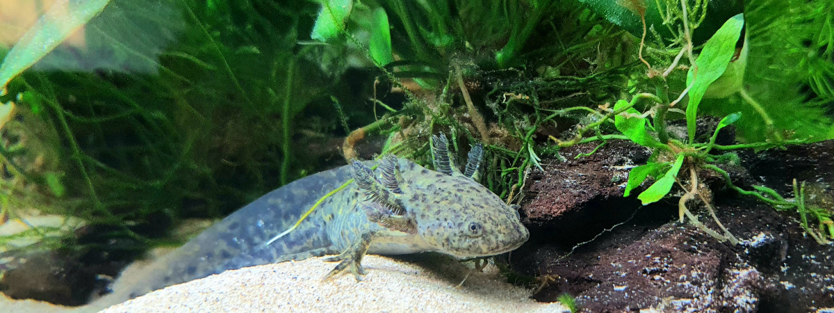 aquarium Club Med Axolotl