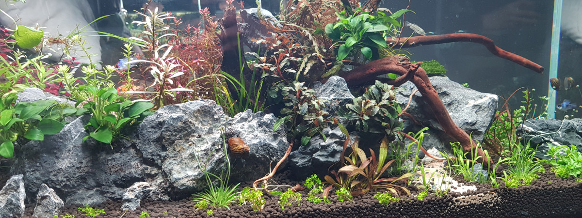 aquarium 180 scap