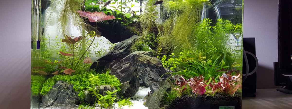 aquarium 35 dennerle