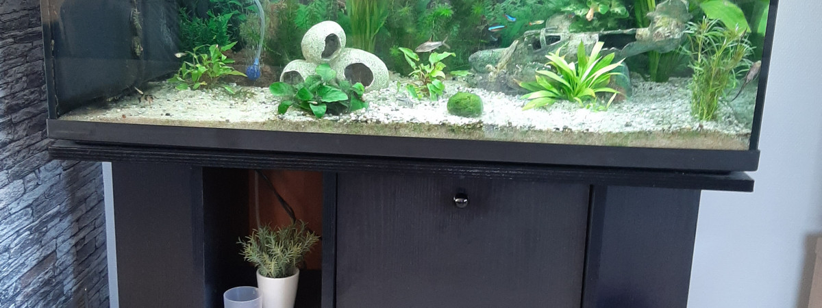 aquarium Mon bac