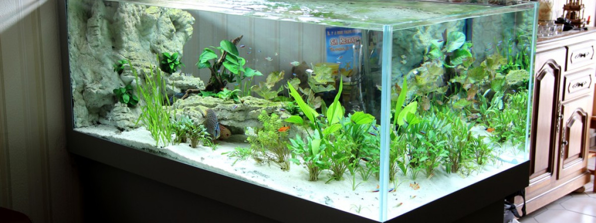 aquarium 450 litres