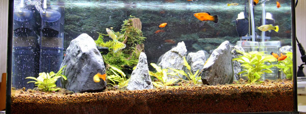 aquarium 54_litres