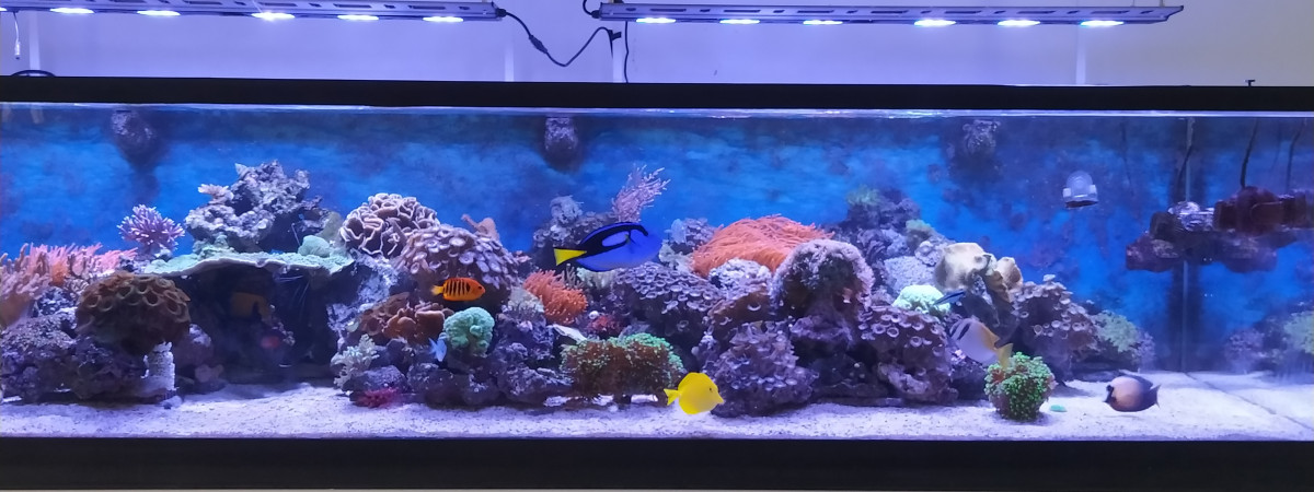 aquarium Récif 1500 Litres