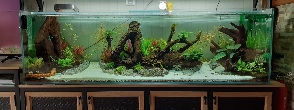aquarium Biotop
