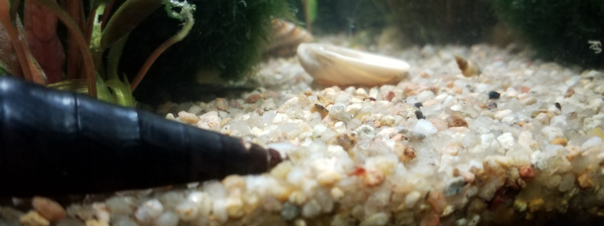 aquarium Escargot