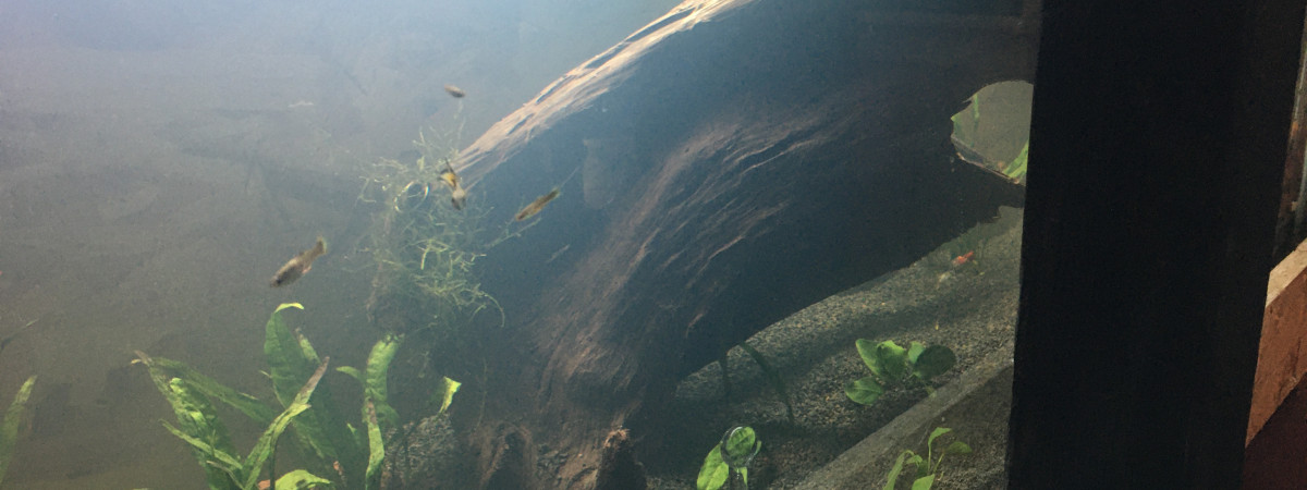 aquarium Aqua décante cascade