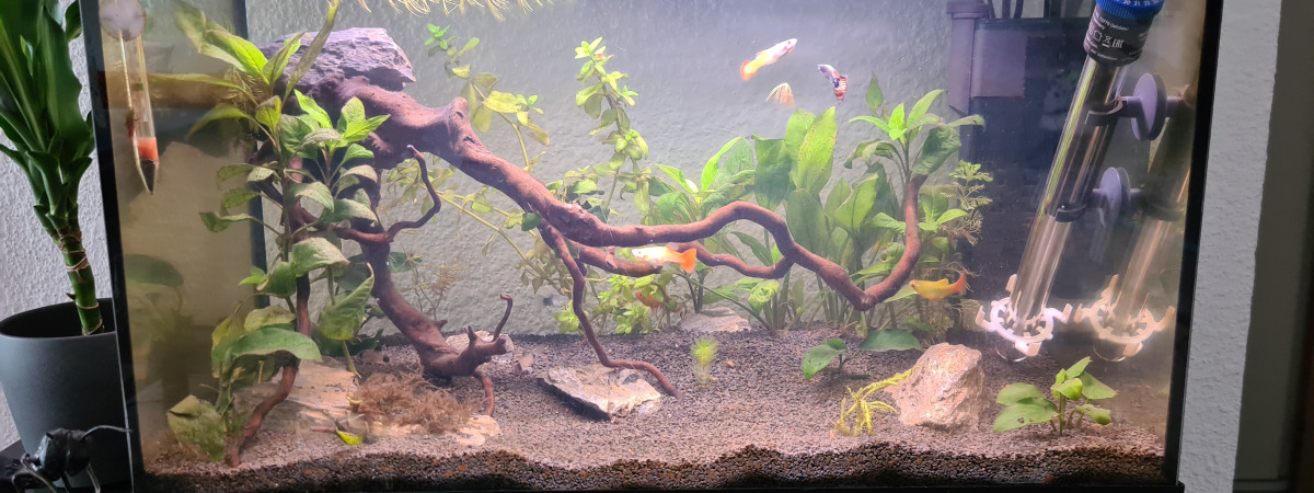 aquarium communautaire 64L