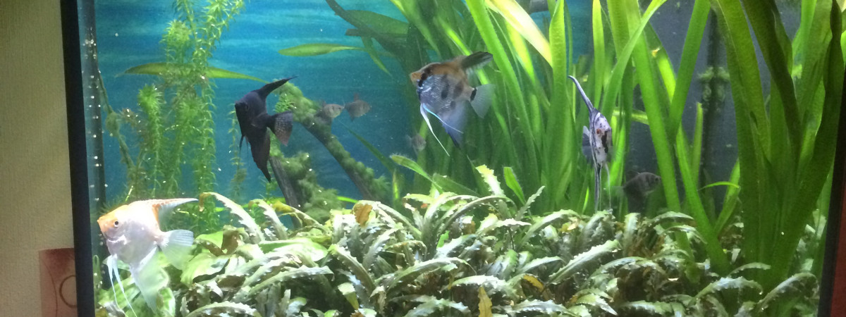 aquarium Lido200