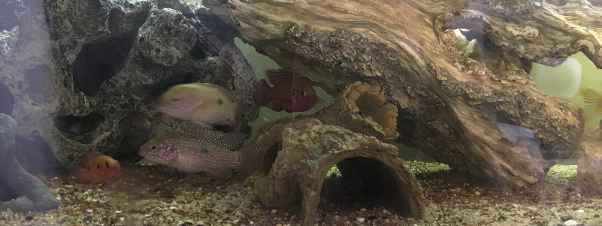 aquarium Cichlidés