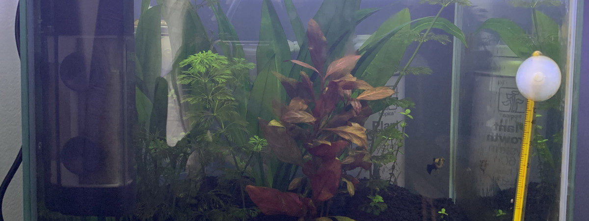 aquarium Nano 30l eau douce