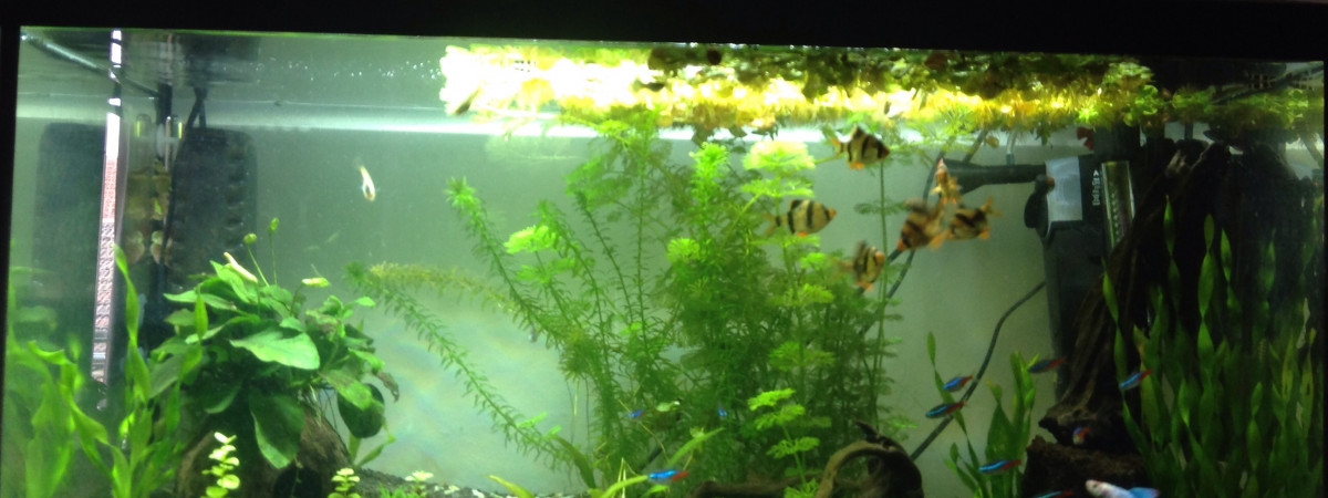 aquarium 110 litres eau douce