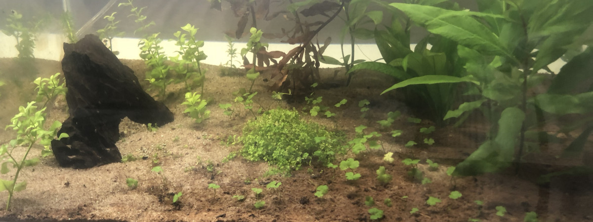 aquarium Premier aquarium planté