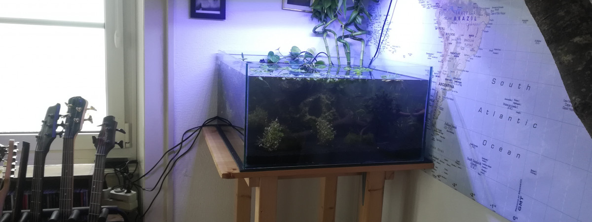 aquarium Low-tech bac ouvert